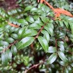 Vaccinium ovatum Leaf