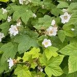 Rubus parviflorus Leaf