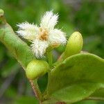 Ximenia americana Fruit