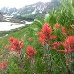 Castilleja miniata ফুল