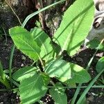 Meconopsis betonicifolia Hoja