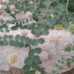 Astragalus obtusifolius Leaf