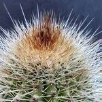 Pilosocereus chrysostele Otro