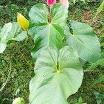 Anthurium faustomirandae Leaf