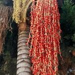 Archontophoenix cunninghamiana Frouezh