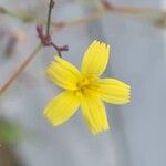 Lactuca viminea Blomma