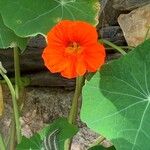 Tropaeolum majusЦветок