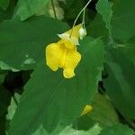 Impatiens noli-tangere പുഷ്പം