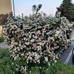 Spiraea cantoniensis Хабит