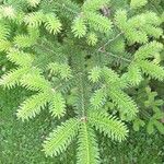 Abies homolepis Lapas
