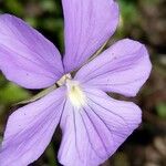 Viola corsica Floro