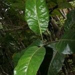 Atractocarpus aragoensis Хабит