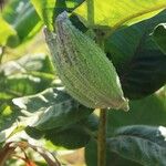 Asclepias syriaca Fruit