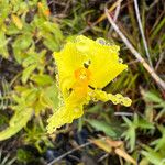 Xyris neocaledonica Flower