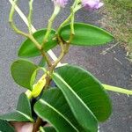 Cryptostegia madagascariensis Leaf