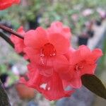 Rhododendron apoanum Květ