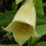 Digitalis grandiflora Flower