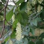 Ostrya carpinifoliaFlower