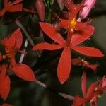 Epidendrum ibaguense പുഷ്പം