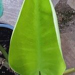 Philodendron martianum Lapas