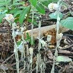 Monotropa unifloraHábito