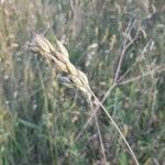 Bromus arvensis Frukt