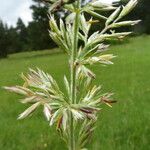 Koeleria pyramidata Fleur