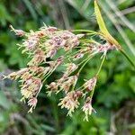 Luzula alpinopilosa Flower