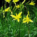 Hemerocallis citrina Flor