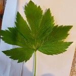 Cryptotaenia canadensis Leaf