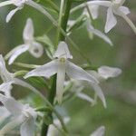 Platanthera bifolia Blüte