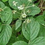 Rubus nigricans Blatt