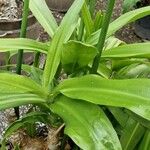 Crinum moorei Leaf