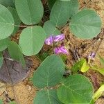 Canavalia rosea Flower