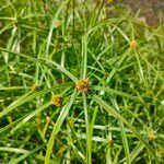 Cyperus aromaticus Hoja