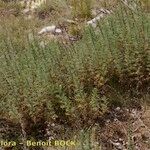 Artemisia chamaemelifolia Habit