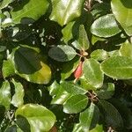 Elaeagnus × submacrophylla Fruto