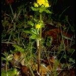 Sanicula laciniata Flower