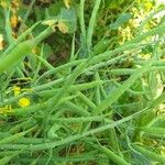 Brassica napus Φρούτο