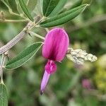 Lespedeza bicolor Квітка