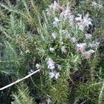 Salvia rosmarinus Flower