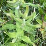 Hypericum hirsutum Fuelha