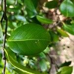 Camellia japonicaপাতা