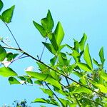 Erythrina variegata Hoja