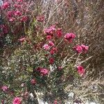Leptospermum scoparium Otro