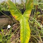 Philodendron bipennifolium ഇല