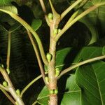 Ficus citrifolia Bark