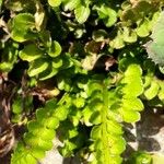 Asplenium marinum Leaf