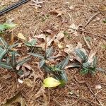 Chimaphila maculata Hábito