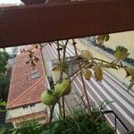 SolanumFruit